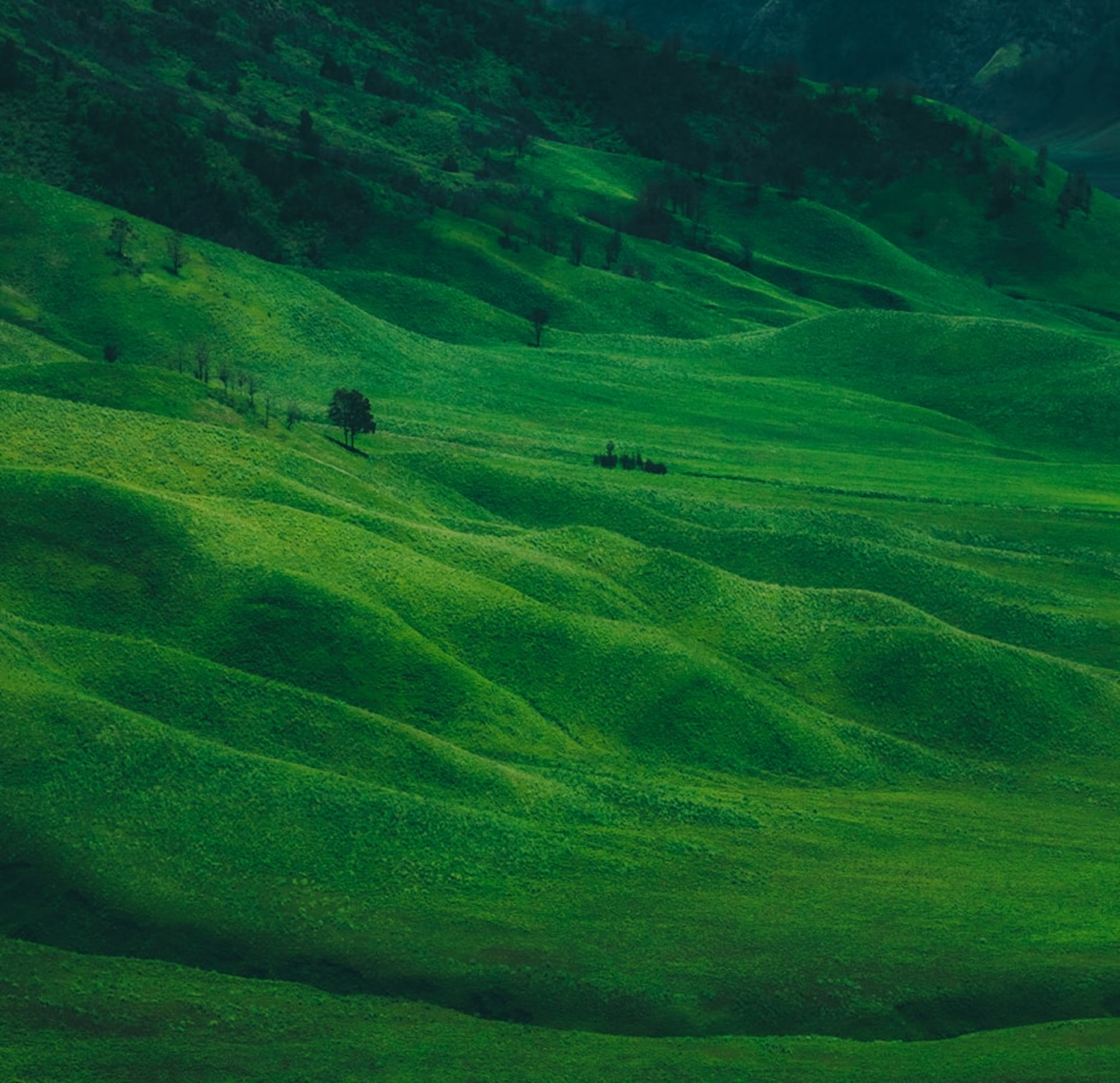 Sustainable green landscape